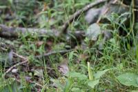 Digitaria sanguinalis
