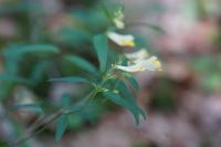 Melampyrum pratense