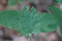 Teucrium scorodonia