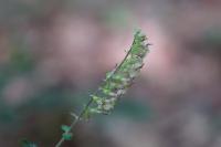 Teucrium scorodonia