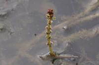 Myriophyllum spicatum