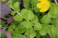 Lysimachia nummularia