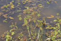 Alisma plantago-aquatica