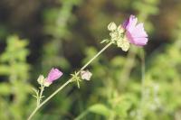 Malva moschata