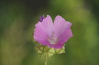 Malva moschata