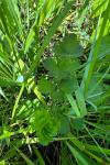 Thalictrum flavum
