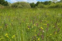 Anacamptis laxiflora
