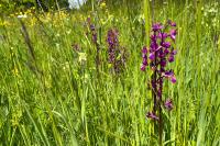 Anacamptis laxiflora