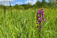 Anacamptis laxiflora