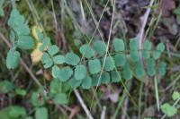 Poterium sanguisorba