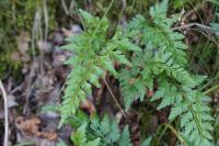 Asplenium adiantum-nigrum