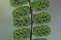 Asplenium trichomanes