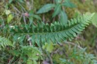 Polypodium