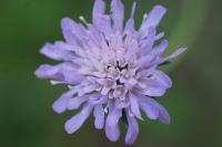 Knautia arvensis
