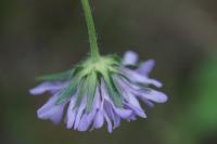 Knautia arvensis