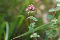 Origanum vulgare