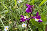 Anacamptis laxiflora