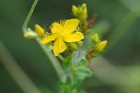 Hypericum perforatum