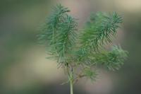 Euphorbia cyparissias