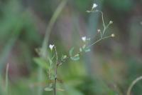 Linum catharticum