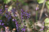 Erica cinerea