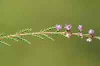 Calluna vulgaris