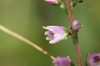 Calluna vulgaris