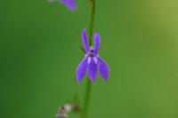 Lobelia urens