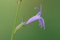 Lobelia urens