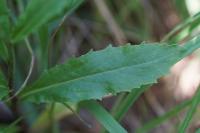 Lobelia urens