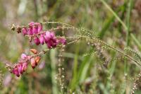 Erica ciliaris