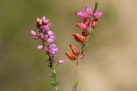 Erica ciliaris