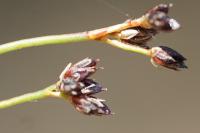 Juncus articulatus