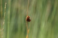 Juncus conglomeratus
