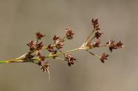 Juncus acutiflorus