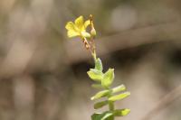 Hypericum elodes