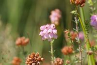 Erica tetralix