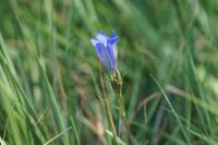 Gentiana pneumonanthe
