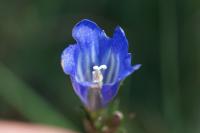 Gentiana pneumonanthe