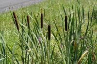 Typha latifolia