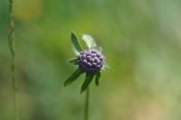 Succisa pratensis