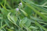 Veronica officinalis
