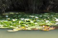 Nymphaea alba