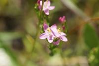 Centaurium erythraea