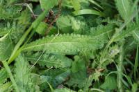 Cirsium dissectum