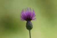 Cirsium dissectum