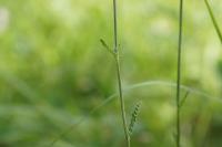 Cirsium dissectum