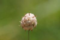 Trifolium fragiferum