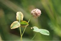 Trifolium fragiferum