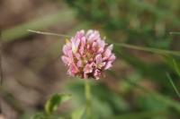Trifolium fragiferum